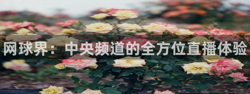 so米直播免费体育直播